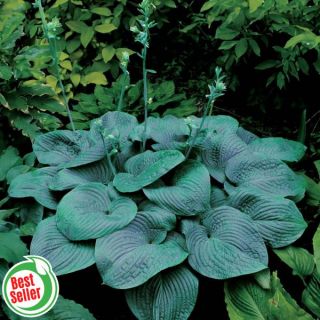 Humpback Whale Hosta Thumbnail